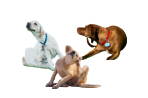Juckreiz beim Hund