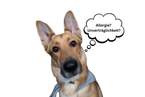 Unvertraeglichkeit Hund