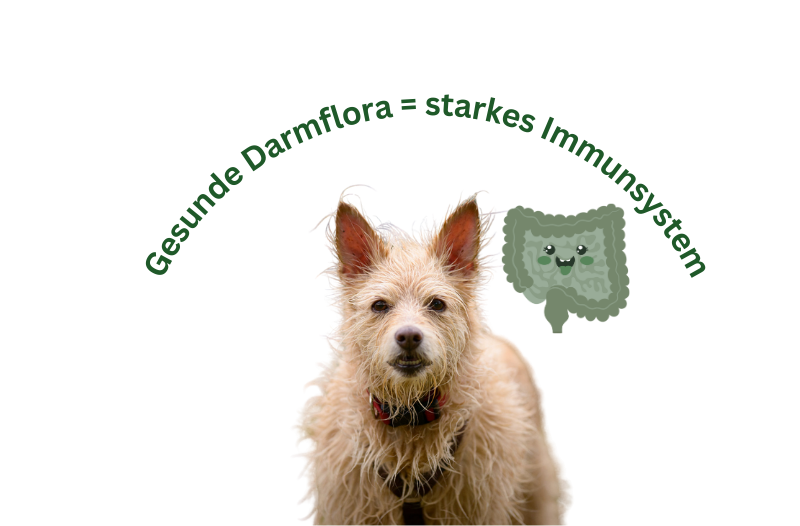 Darmflora Hund