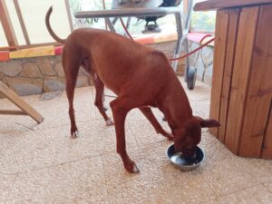 Hundefuttertest miba pet