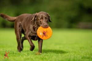 Zeckenschutz Hund