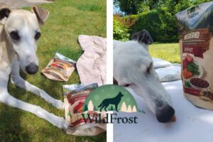 Hundefutter im Test Wildfrost