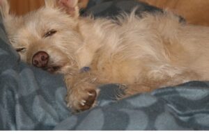 Hund älter Seniorhund Guide