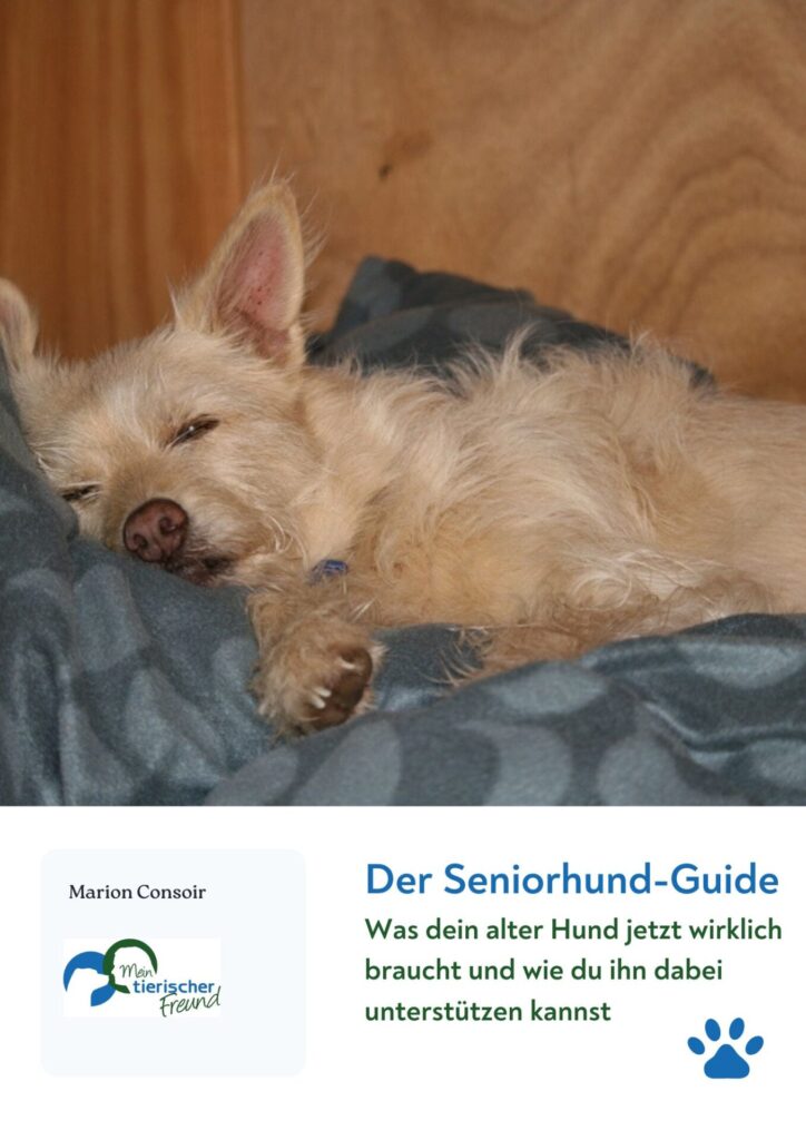 Hund &auml;lter Seniorhund Guide